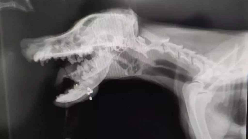Cachorro morre após ser baleado na boca em Santa Catarina
