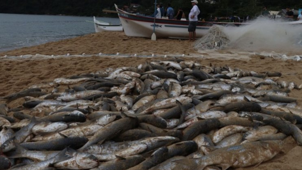 Quase uma tonelada de tainhas é capturada por pescadores de BC em dois dias