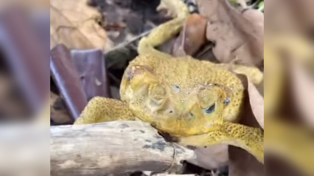 CRUELDADE:  Sapo é deixado para morrer com a boca colada em Jaraguá do Sul