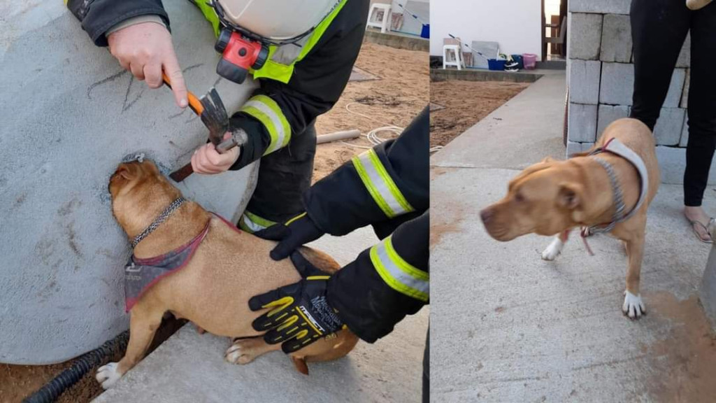 Corpo de Bombeiros realiza resgate de cadela presa em estrutura de concreto