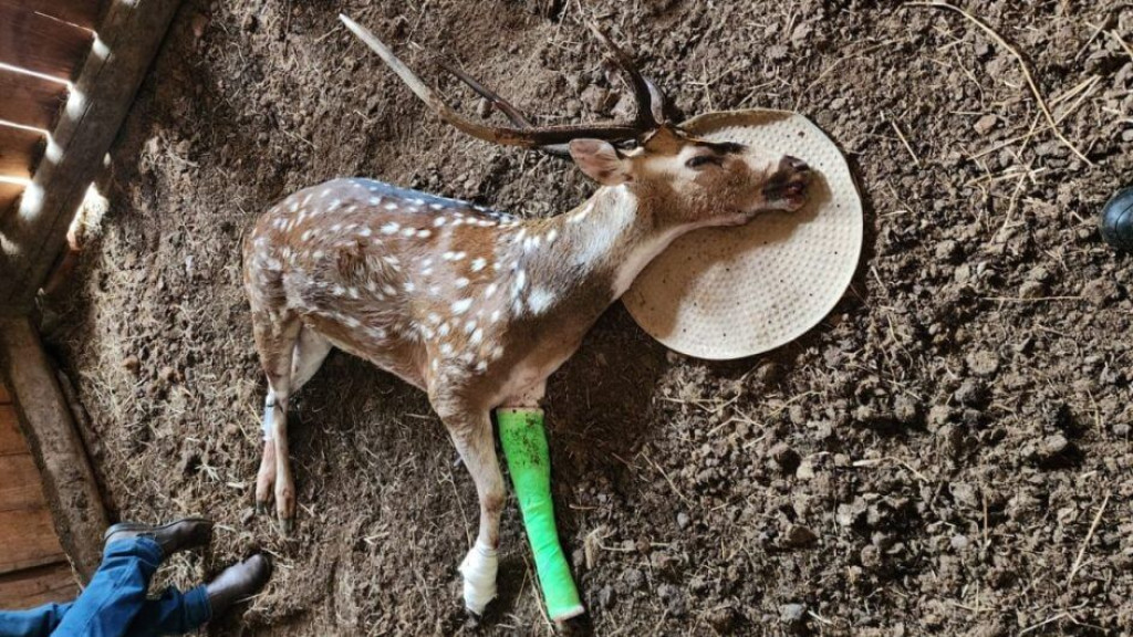 Cervo exótico encontrado ferido morre após resgate em SC