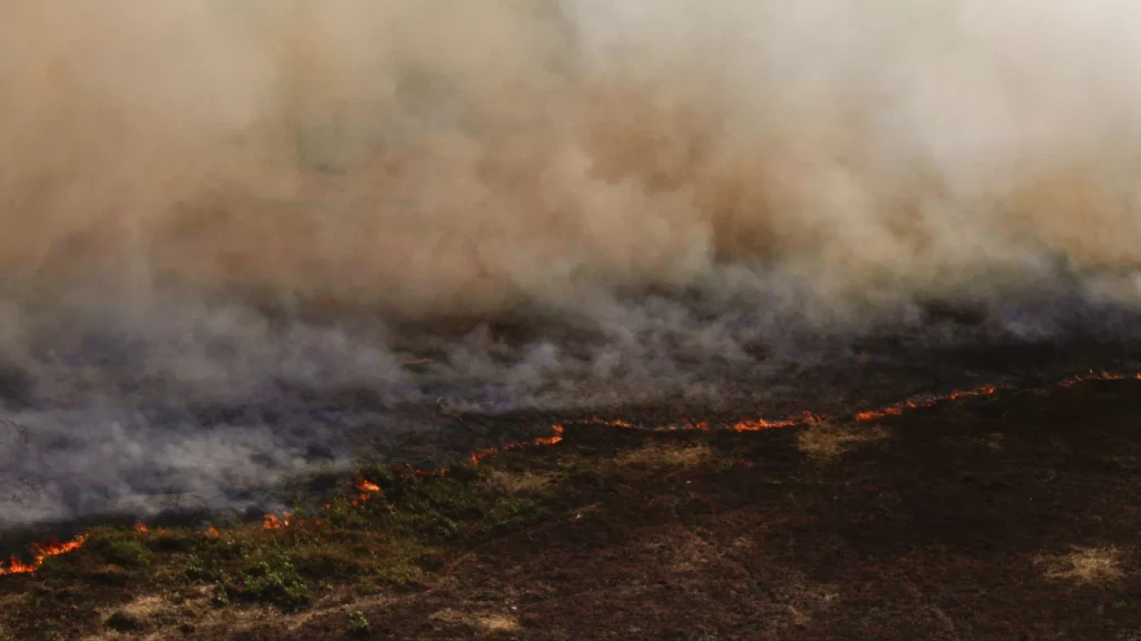 Incêndios no Pantanal atingem níveis recordes em novembro