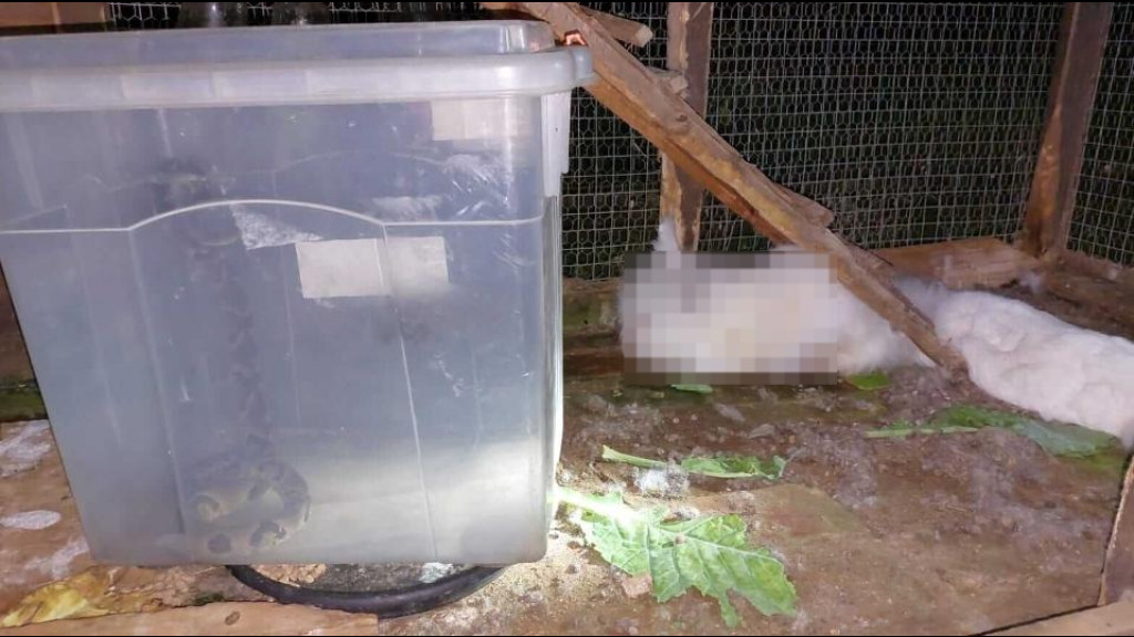 Cobra jararaca invade casa e mata coelho de estimação