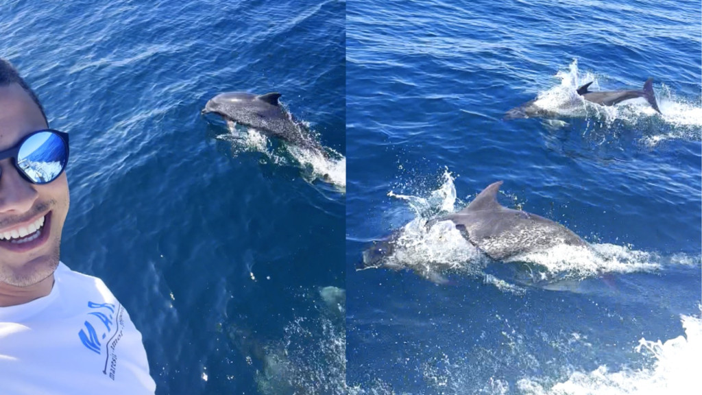 Marinheiro encontra centenas de golfinhos no mar de Bombinhas, em SC
