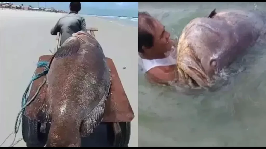 Mero 'gigante' de 300 kg é encontrado por pescadores