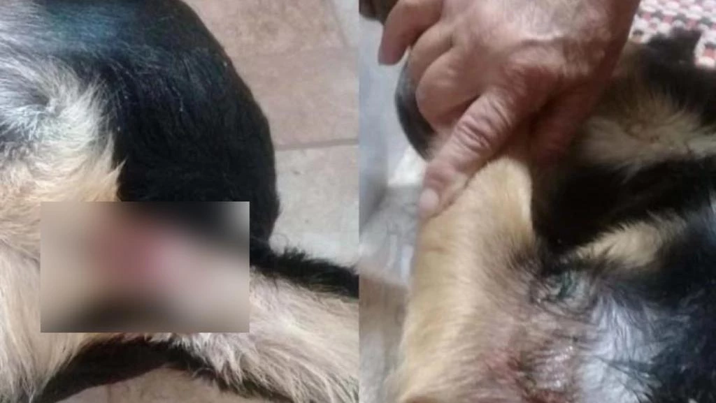 Cachorro é encontrado amarrado com ferimentos no ânus: “suspeita de estupro”