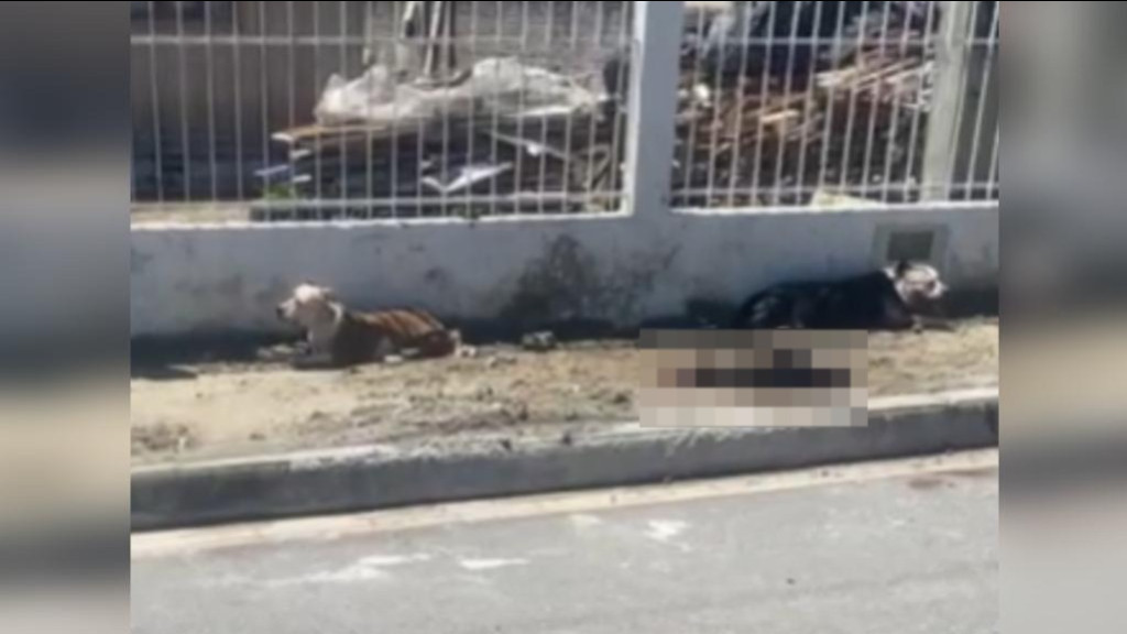 Casal de pitbulls ataca e mata cão em Tijucas