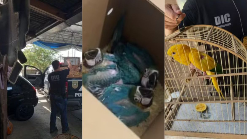Animais silvestres em extinção apreendidos em casa de traficantes