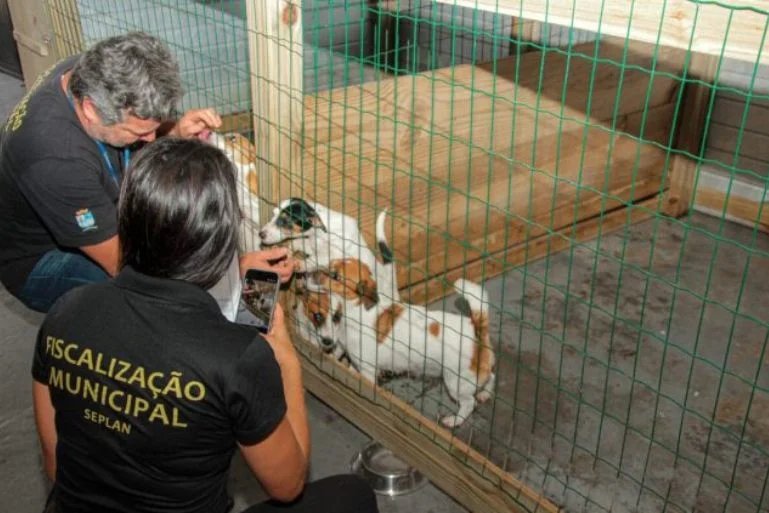 Fiscalização municipal no canil clandestino em Navegantes, SC