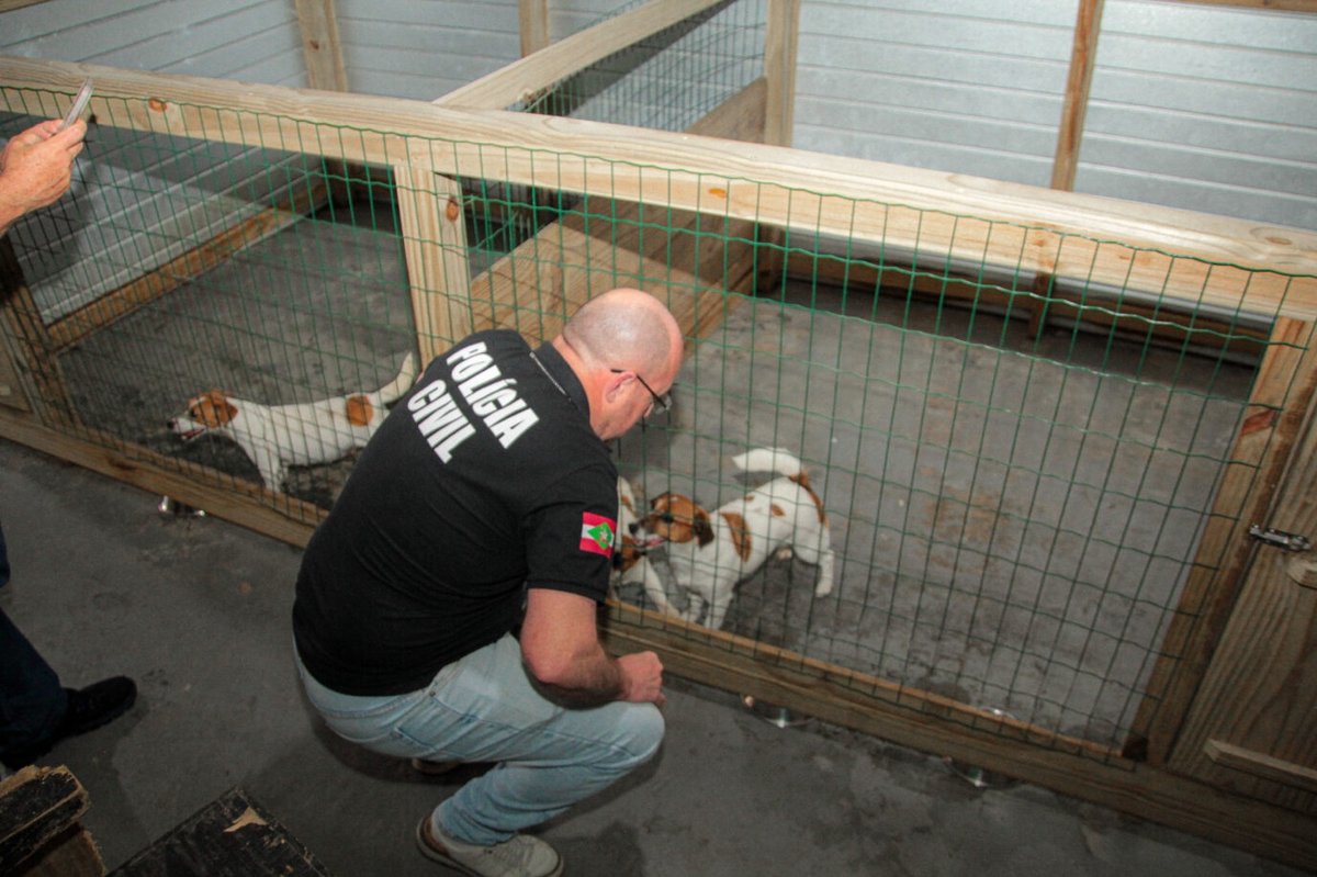 Fiscalização municipal com cães apreendidos em Navegantes
