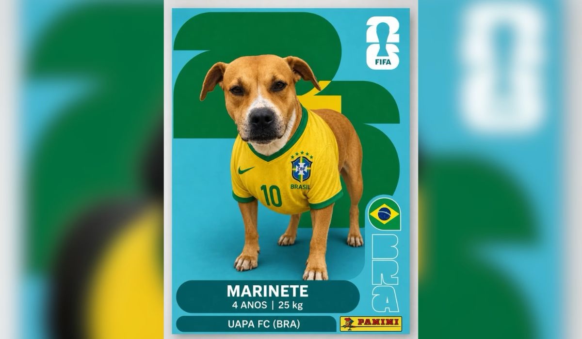Foto 10 de 12