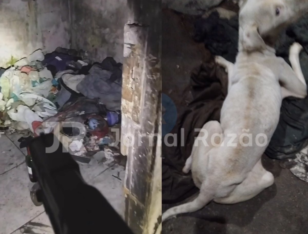 Local onde o cão foi encontrado em estado de desnutrição no Jardim Progresso, em Tijucas