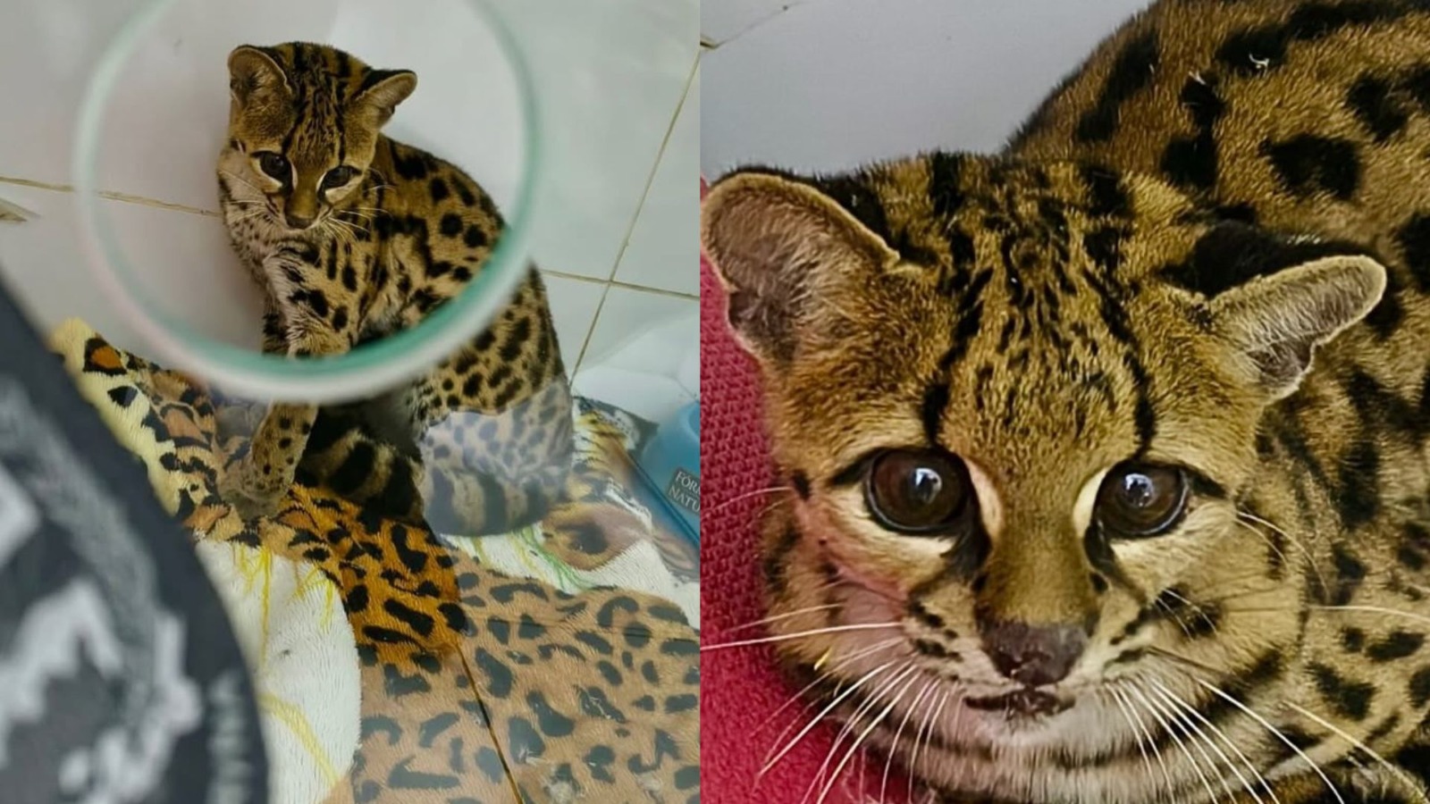 'Não era um gato qualquer': felino raro às margens de rodovia