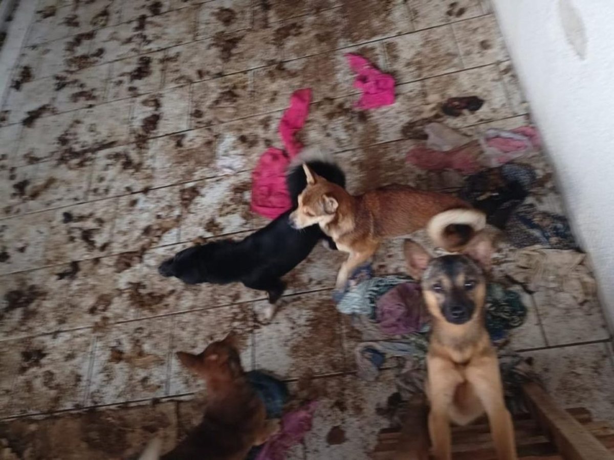 Animais foram encontrados em situação de severa precariedade na casa do bairro Tapajós, em Indaial. Foto: Divulgação/Polícia Militar