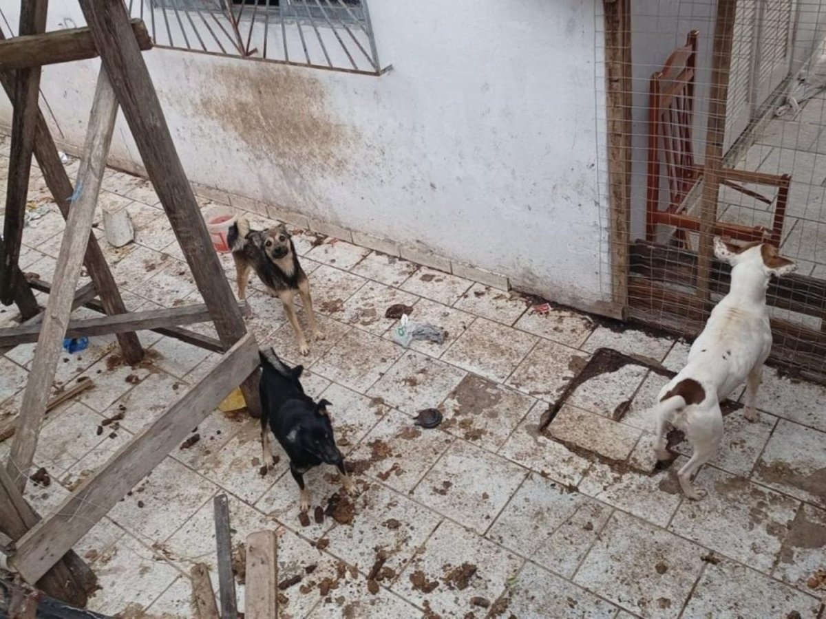 Animais foram encontrados em situação de severa precariedade na casa do bairro Tapajós, em Indaial. Foto: Divulgação/Polícia Militar