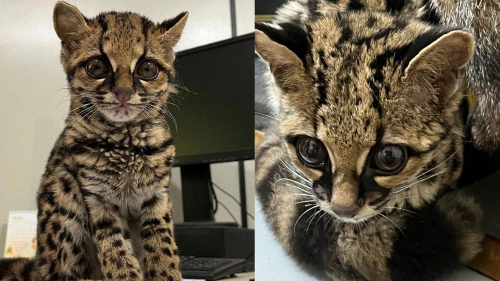 O 'gato manhoso' que era um felino raro