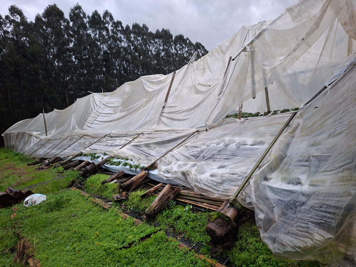 Fileira de estufas agrícolas derrubadas pelo vento em Itaiópolis