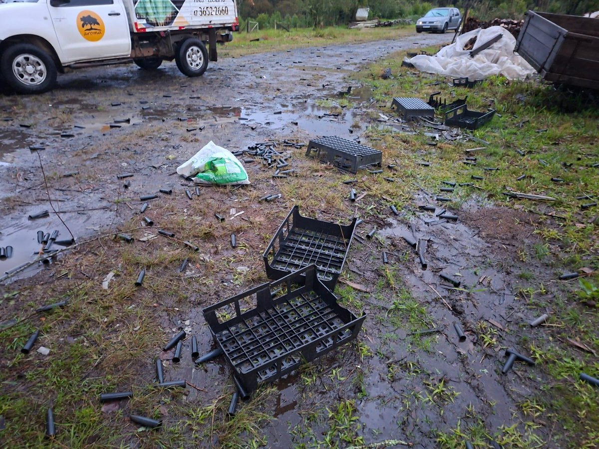 Plantação de morangos com estufa derrubada em Itaiópolis