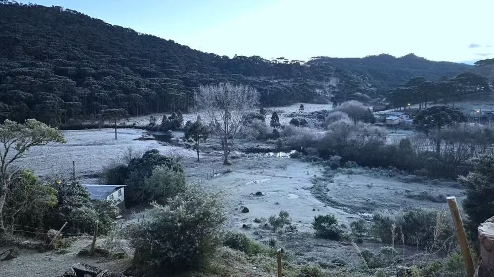 Casa e araucária cobertas por geada em Bom Jardim da Serra
