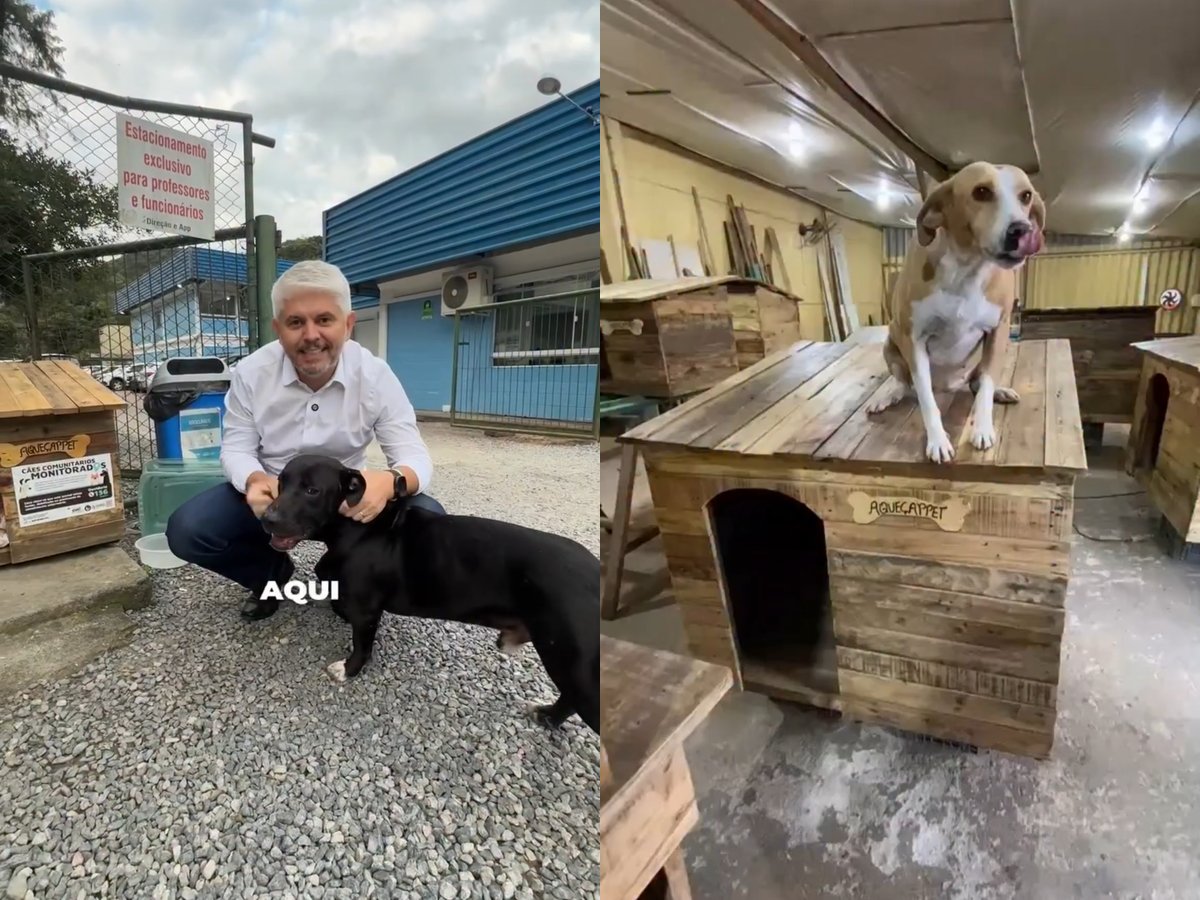 Presos construíram casinhas para proteger cães comunitários do frio