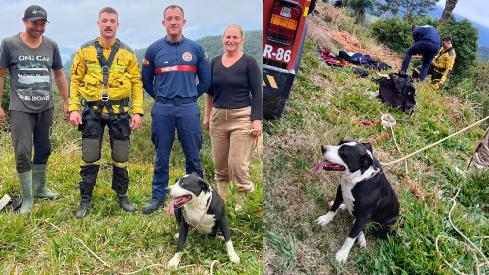 Agitado e exausto: cachorro resgatado à beira de penhasco