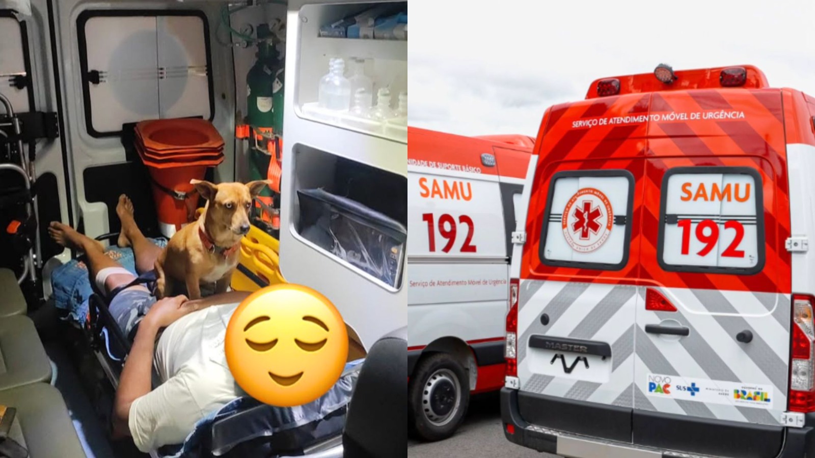 Cachorro não largou o tutor durante atendimento do SAMU e emocionou socorristas