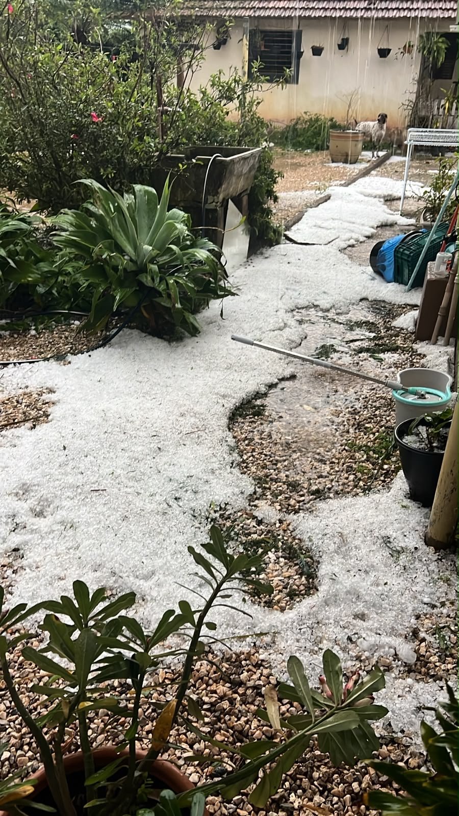 Granizo de grande tamanho atinge Guabiruba e região de Brusque