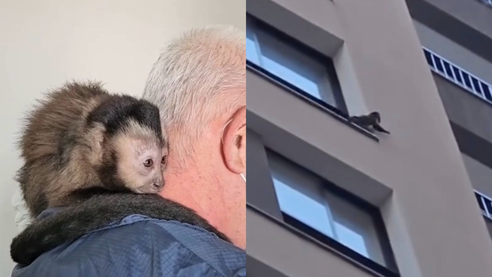 Macaco-prego resgatado de sacada em Itapema