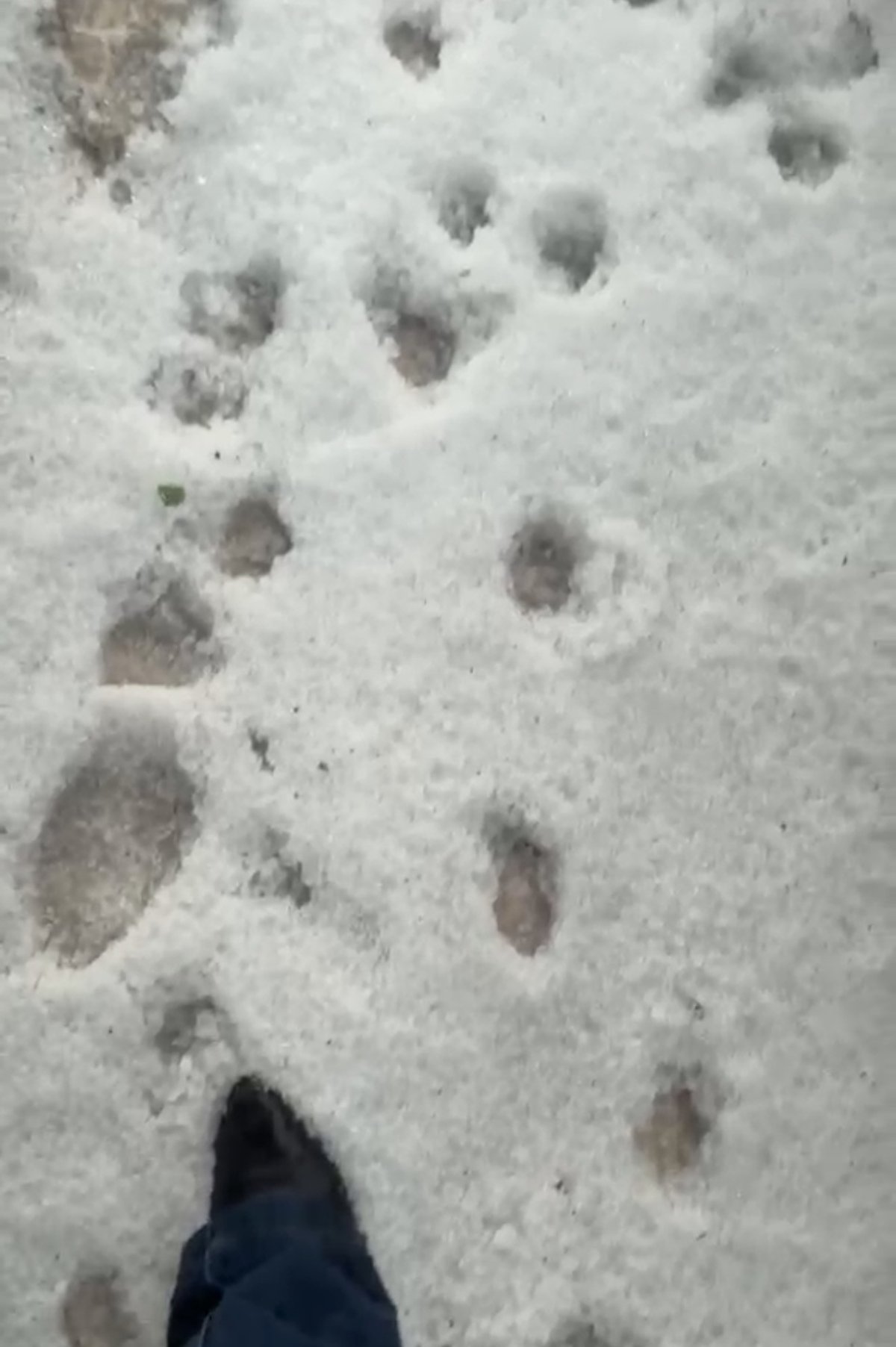 Camada de granizo marcada por pegadas após o temporal
