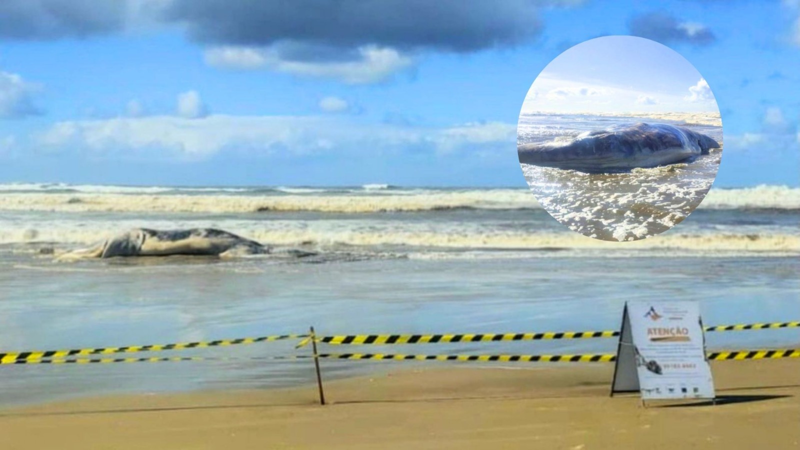 Sexto filhote de baleia-franca-austral é encontrado morto em praia catarinense - Foto