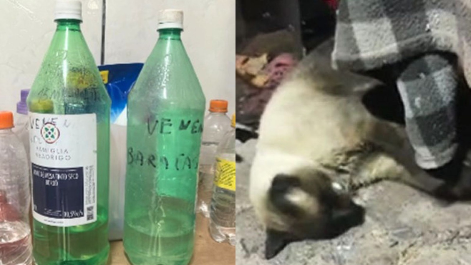 Inconformada com fezes no jardim em casa de veraneio, mulher “joga” alimento fatal e mata 11 gatos em Navegantes