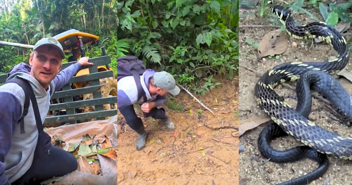 Irmãos levam susto ao ver uma das cobras mais rápidas, pronta para “dar o bote” em SC: “Isso é um perigo”