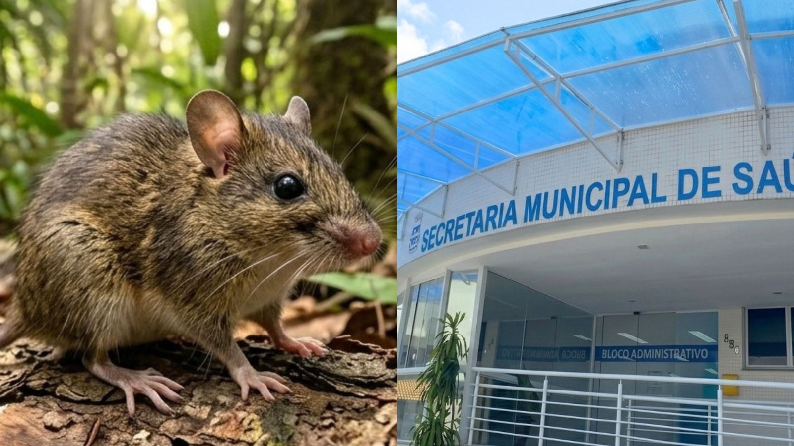 Exame confirma hantavirose em jovem que morreu dois dias após dar entrada em posto de saúde, em Itajaí