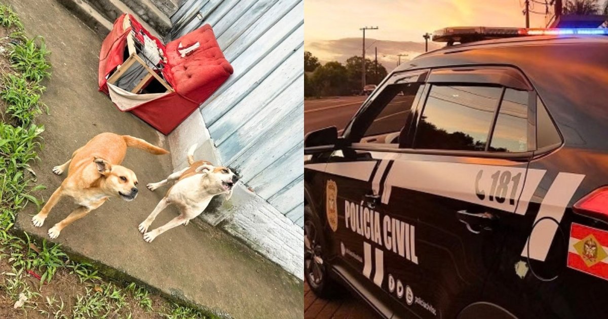 Sem água e comida, cães sobreviviam graças à bondade dos vizinhos até “tutora” ser presa em Blumenau
