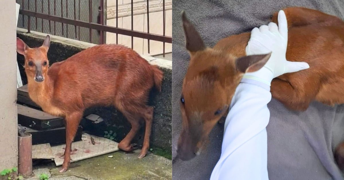 Cervo resgatado, com suspeita de atropelamento em SC, passa por cirurgia e será avaliado para soltura
