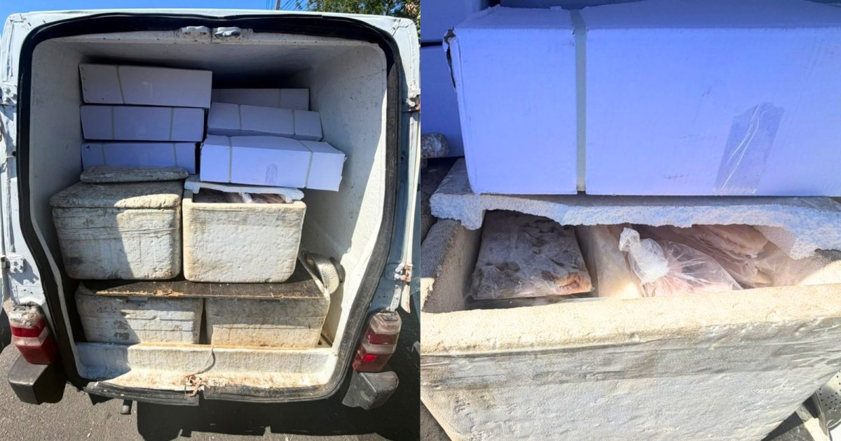 Dupla é presa em Florianópolis vendendo peixe e camarão “podres” que iriam para o prato do consumidor