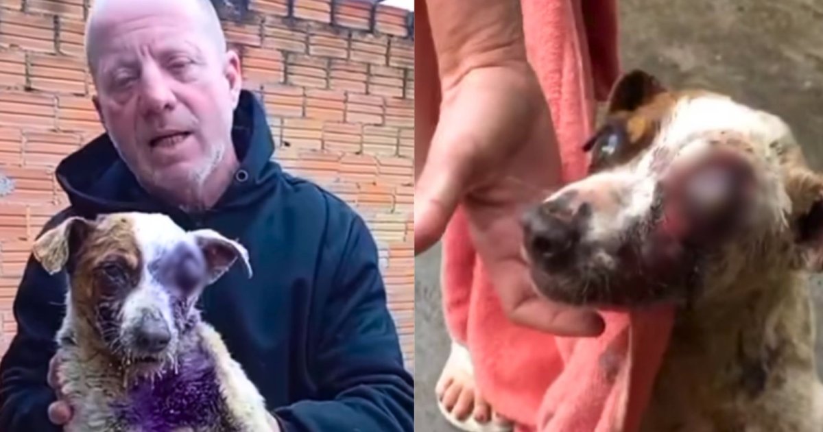 Com olho “para fora” e tomado por larvas que o “comiam” vivo, cão é resgatado de maus-tratos em SC