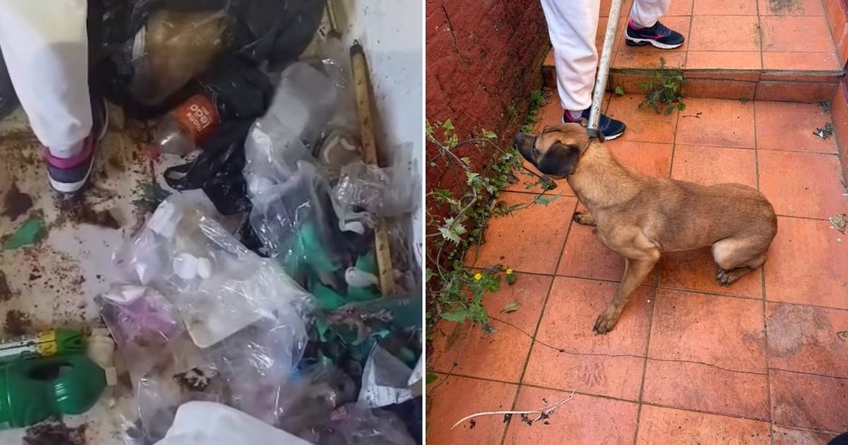 Suspeita de zoofilia: cadela é resgatada de baixo da cama em casa tomada por fezes e lixo em Xaxim