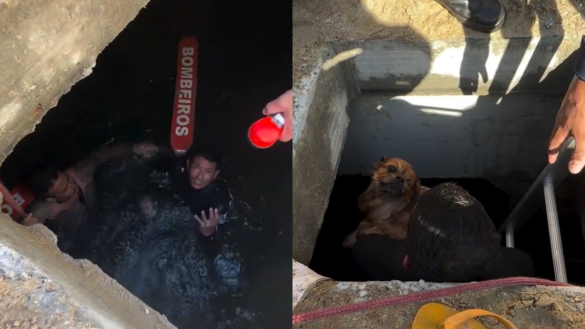 Guarda-vidas arriscam tudo e salvam cachorro “engolido” por galeria de praia em Balneário Camboriú - Foto