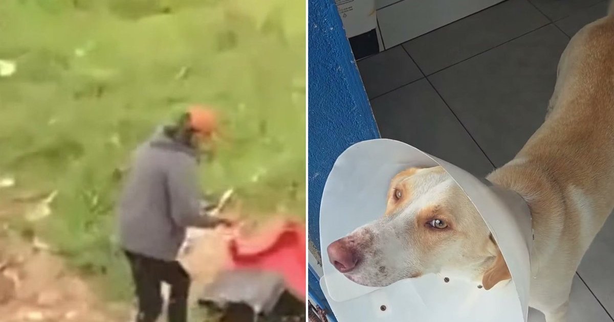 Homem é flagrado destruindo casinha de cão comunitário após suposto atropelamento em Itapema
