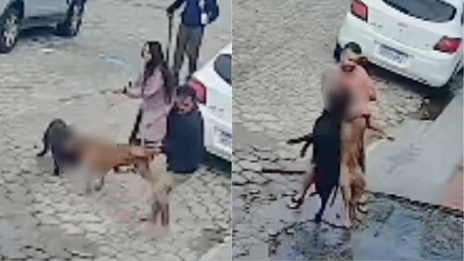 Homem dá mata-leão em pitbull para salvar cachorro atacado na rua em Itajaí