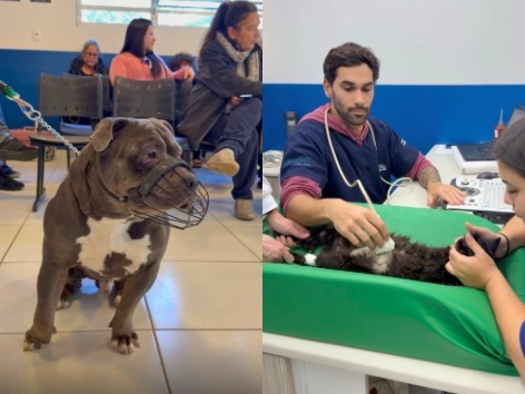 Hospital Veterinário Municipal de Florianópolis oferece cirurgia e internação gratuitas; veja quem tem direito - Foto