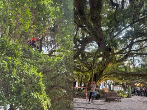 Figueira centenária da Praça XV, símbolo de Florianópolis, ganha nova sustentação no Dia da Árvore