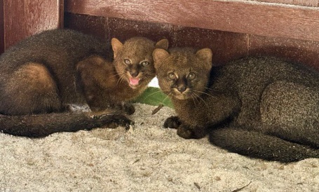 Fofura em dose dupla: filhotes de gato-mourisco ganham novo lar em SC - Foto