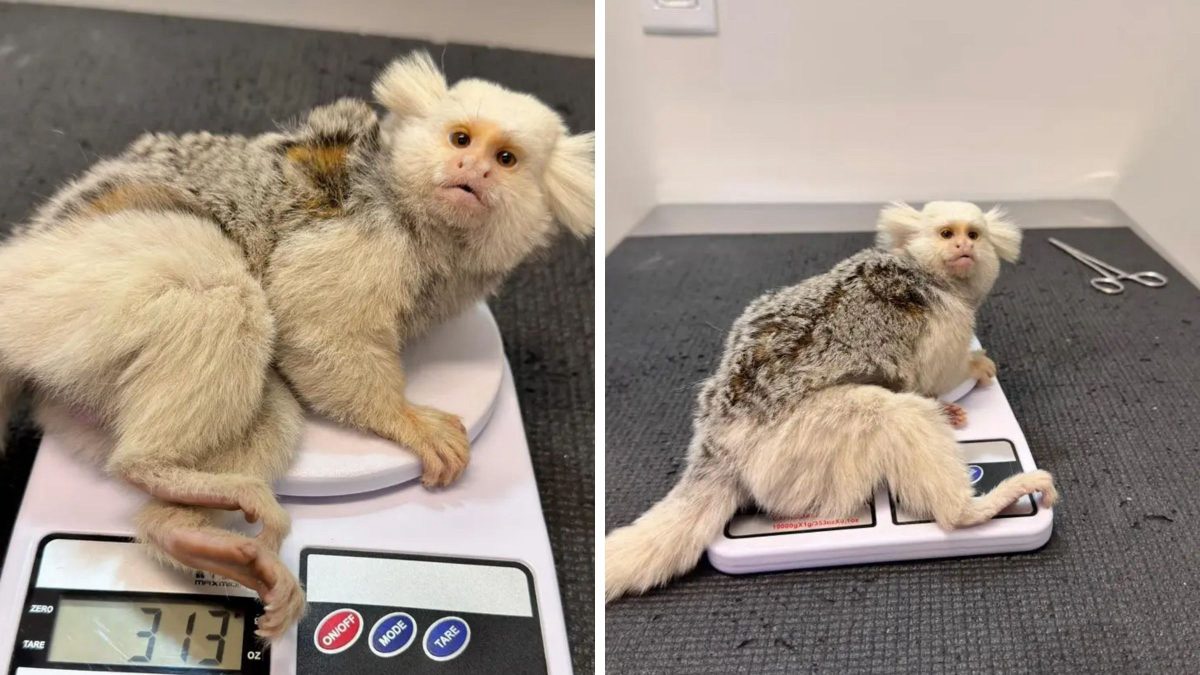 Sagui com leucismo é resgatado após possível atropelamento em SC - Foto