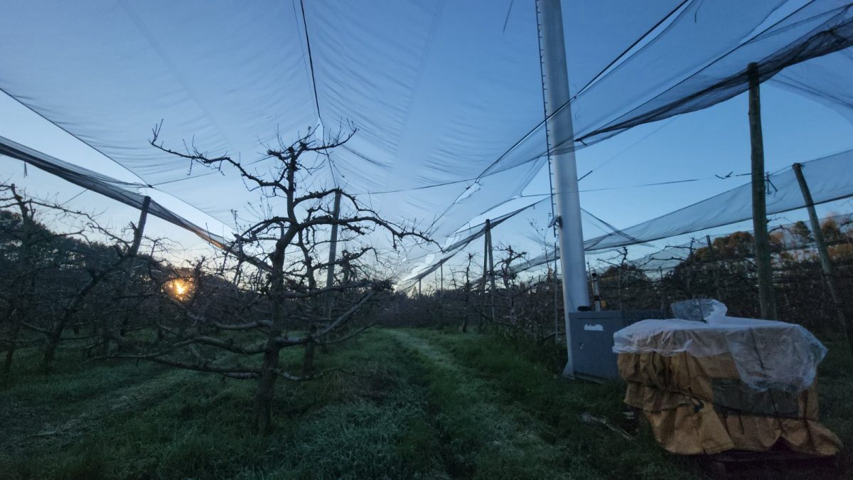 Frio de -2,8°C faz produtores acionarem sistema antigeada em pomares de SC