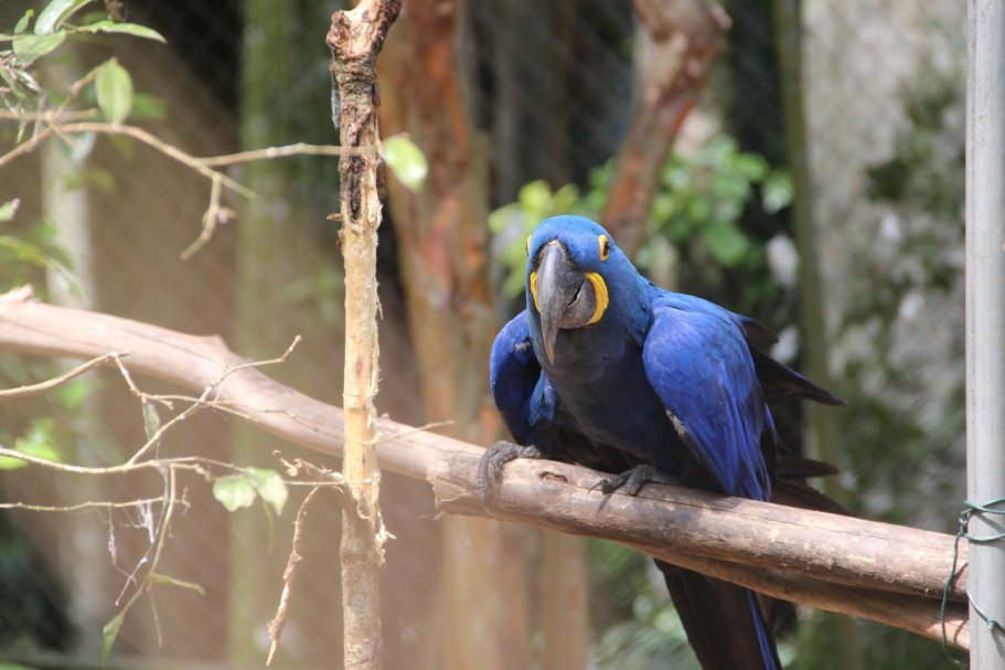 Arara-azul de 30 anos chega ao Parque Zoobotânico de Brusque