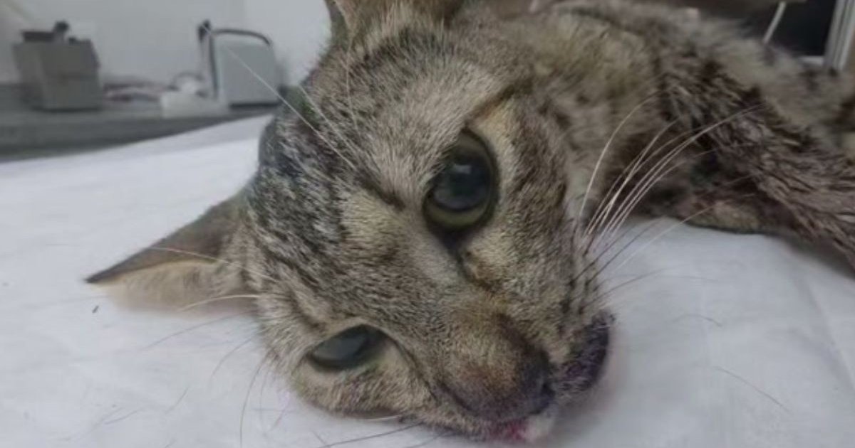 ￼Gata é socorrida com mandíbula fraturada e suspeita de disparo em Itapema