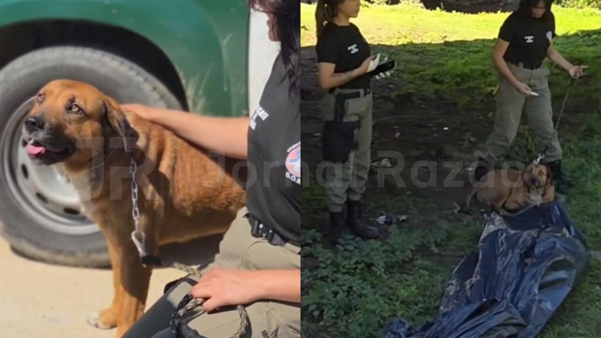 “Lealdade até o fim”: cãozinho perde o dono sob uma ponte e enfrenta a espera ao lado do corpo em SC