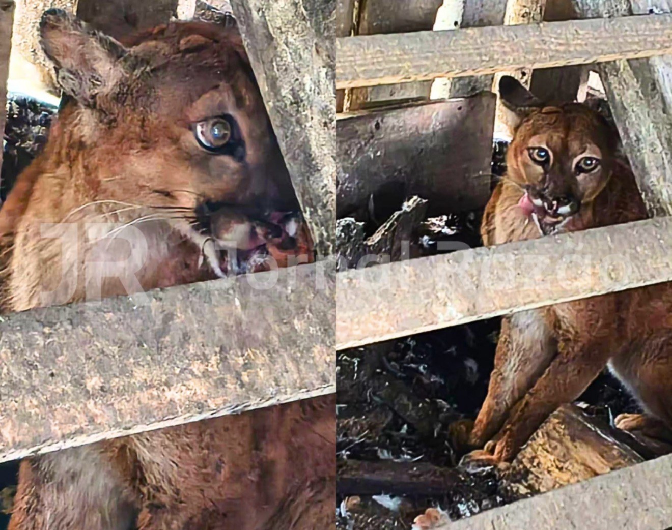 Leão-baio dentro do galinheiro de uma chácara em Bom Retiro, na Serra catarinense